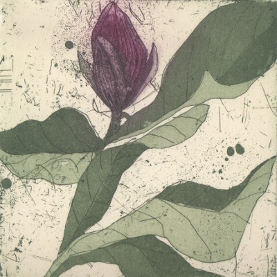 Purple magnolia II