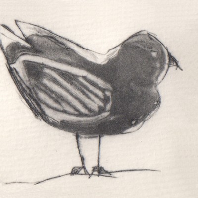 Little black bird
