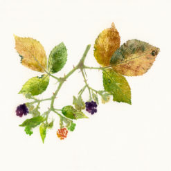 Blackberry bramble (Rubus fructicosus)  