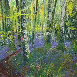 Bluebell woods